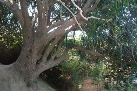 剑叶龙血树能插活吗，剑叶龙血树能插活吗能活多久（跌打损伤血竭疗效好）