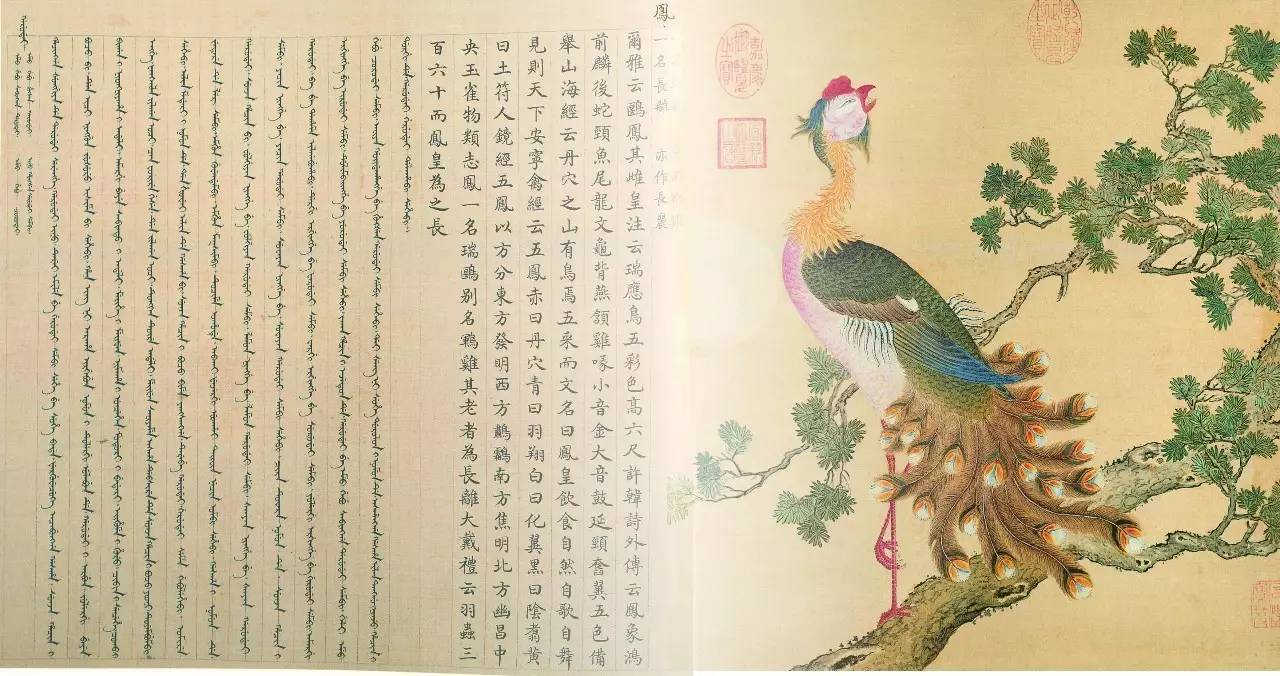 白翎是什么意思 白翎的意思，白翎是什么意思（也爱看鸟：乾隆皇帝的鸟谱珍藏）