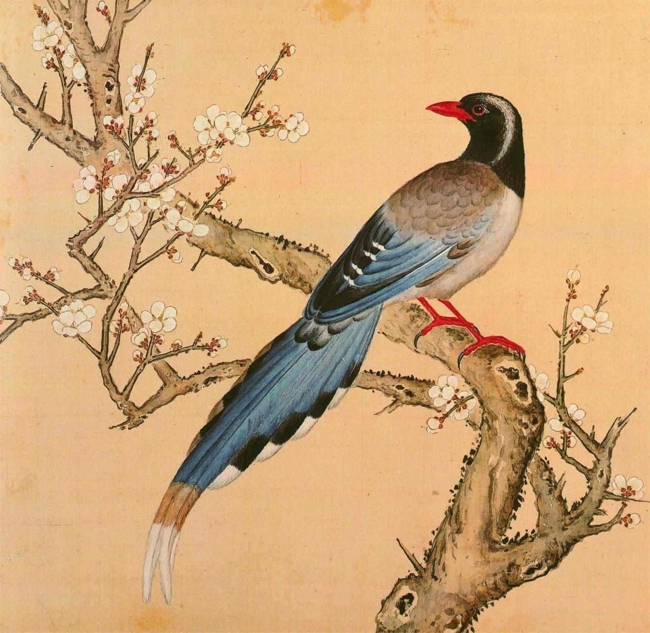 白翎是什么意思 白翎的意思，白翎是什么意思（也爱看鸟：乾隆皇帝的鸟谱珍藏）