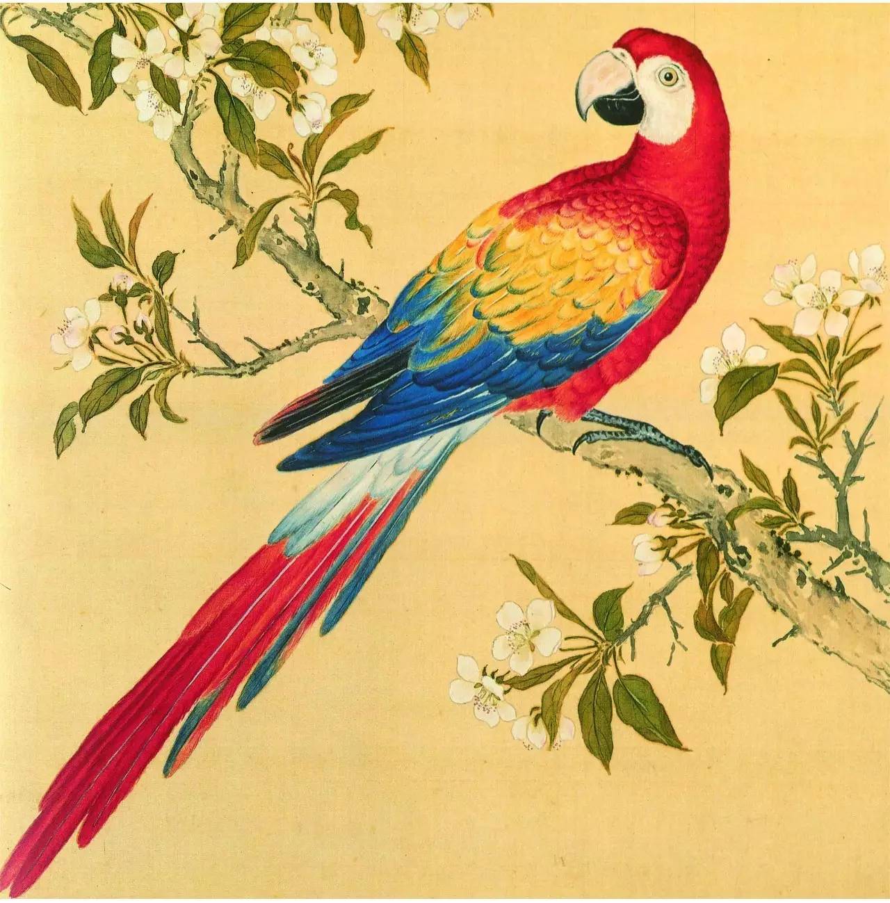 白翎是什么意思 白翎的意思，白翎是什么意思（也爱看鸟：乾隆皇帝的鸟谱珍藏）