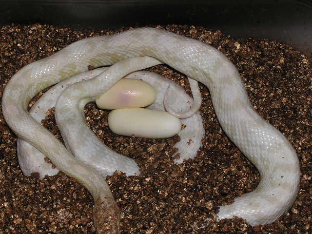 蛇是从那里生蛋的，蛇是怎么生蛋的（蛇生蛋和小蛇破壳全过程）