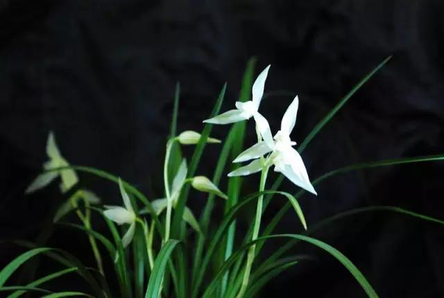 什么植物放在办公室最旺财 办公室植物注意事项，什么植物放在办公室最旺财（家中、办公室不可缺的旺宅旺财风水花卉）