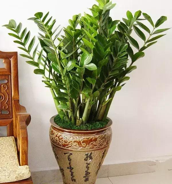 什么植物放在办公室最旺财 办公室植物注意事项，什么植物放在办公室最旺财（家中、办公室不可缺的旺宅旺财风水花卉）