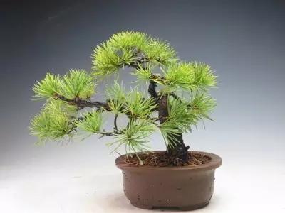 什么植物放在办公室最旺财 办公室植物注意事项，什么植物放在办公室最旺财（家中、办公室不可缺的旺宅旺财风水花卉）