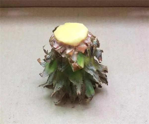 自己怎么种菠萝，怎么在家种植一棵菠萝（如何在家种菠萝）