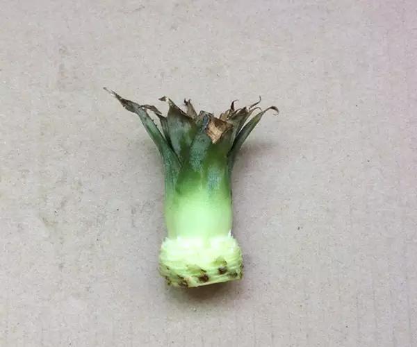 自己怎么种菠萝，怎么在家种植一棵菠萝（如何在家种菠萝）