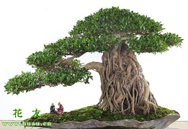 家里榕树盆景怎么养，家里榕树盆景怎么养好（榕树的养殖方法和注意事项）