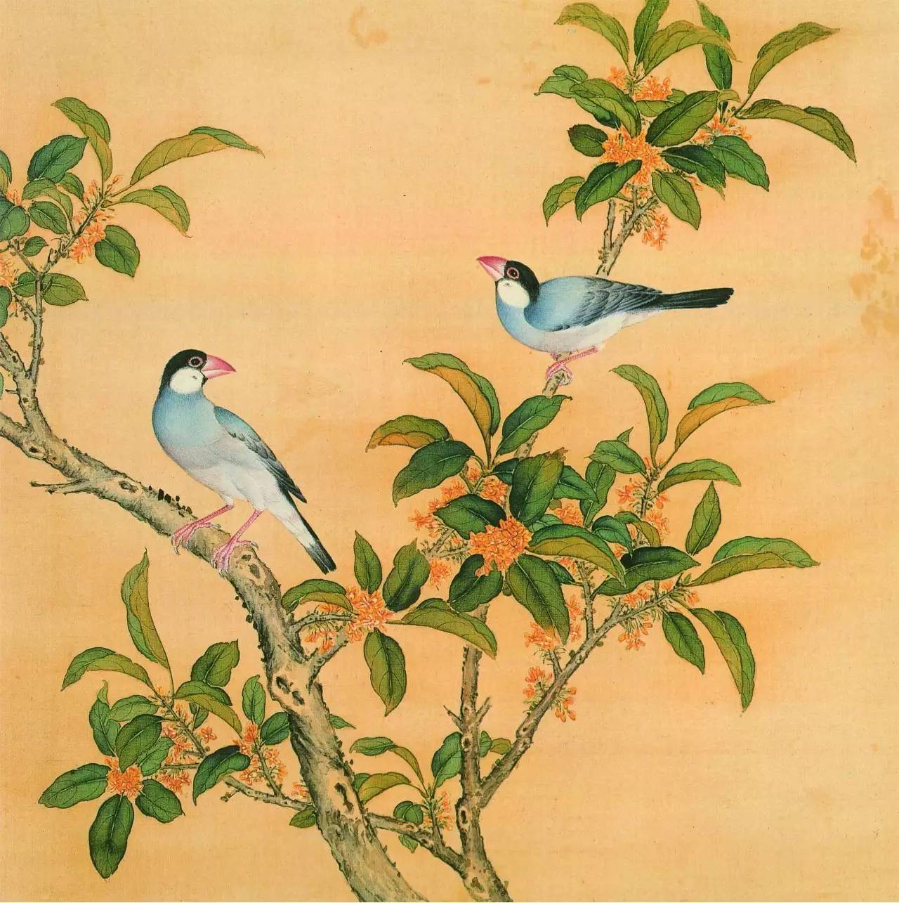 白翎是什么意思 白翎的意思，白翎是什么意思（也爱看鸟：乾隆皇帝的鸟谱珍藏）