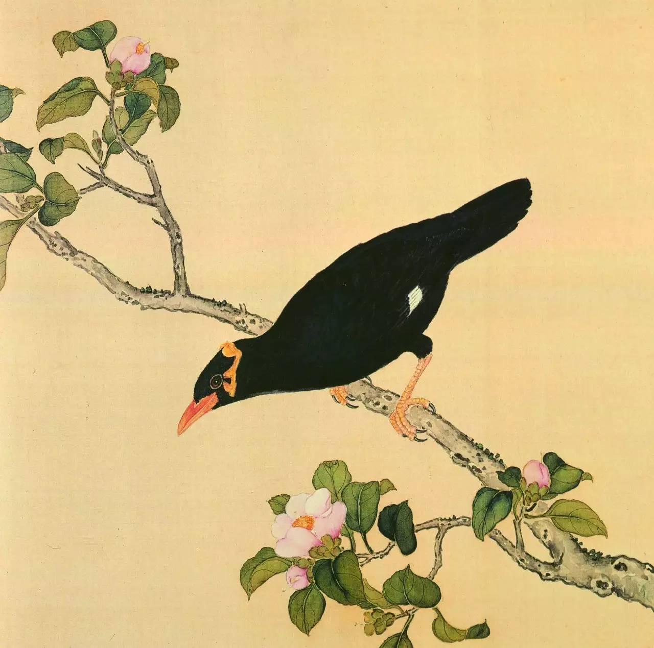 白翎是什么意思 白翎的意思，白翎是什么意思（也爱看鸟：乾隆皇帝的鸟谱珍藏）