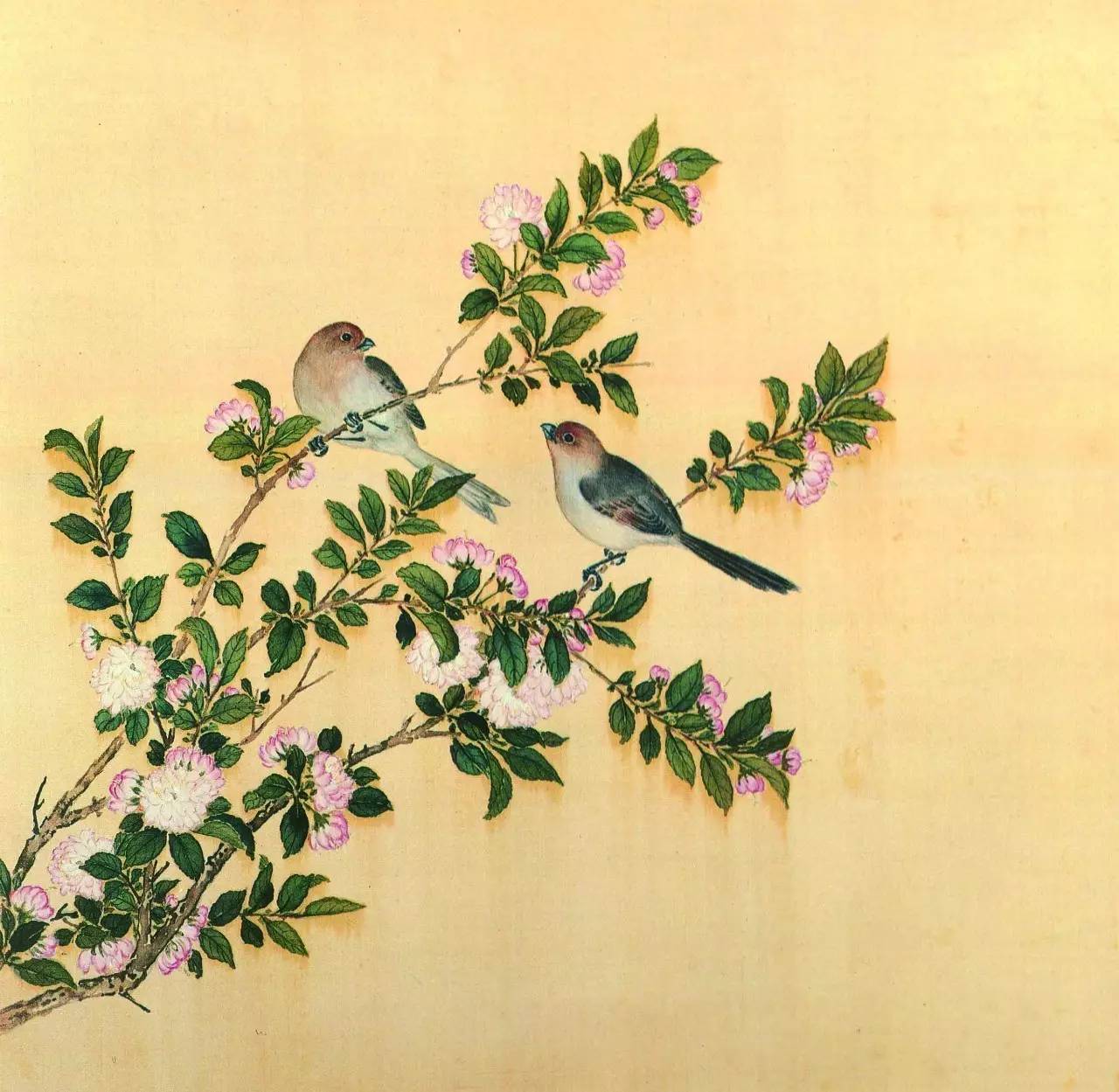 白翎是什么意思 白翎的意思，白翎是什么意思（也爱看鸟：乾隆皇帝的鸟谱珍藏）