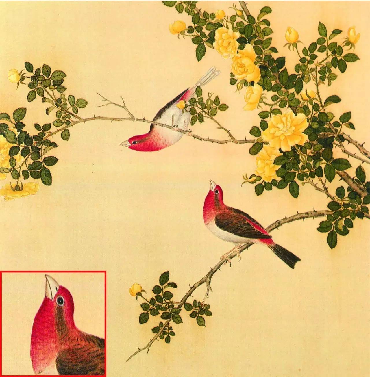 白翎是什么意思 白翎的意思，白翎是什么意思（也爱看鸟：乾隆皇帝的鸟谱珍藏）