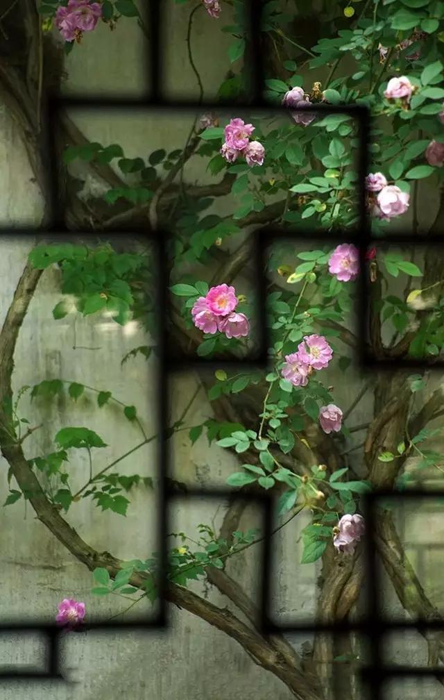 息心即是息灾这句话出自何处，息心的息什么意思（佛说丨何为边际！）