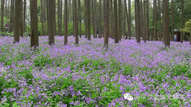 一个艹加青念什么，钅字旁加一个青（说文解字：青春）