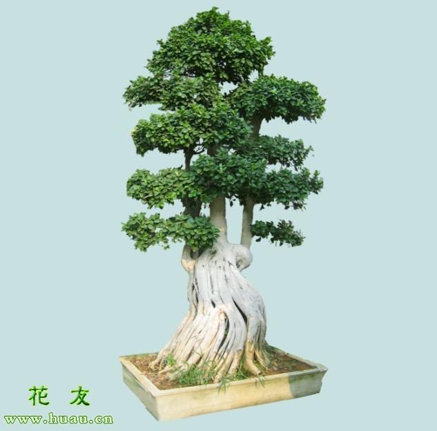 家里榕树盆景怎么养，家里榕树盆景怎么养好（榕树的养殖方法和注意事项）