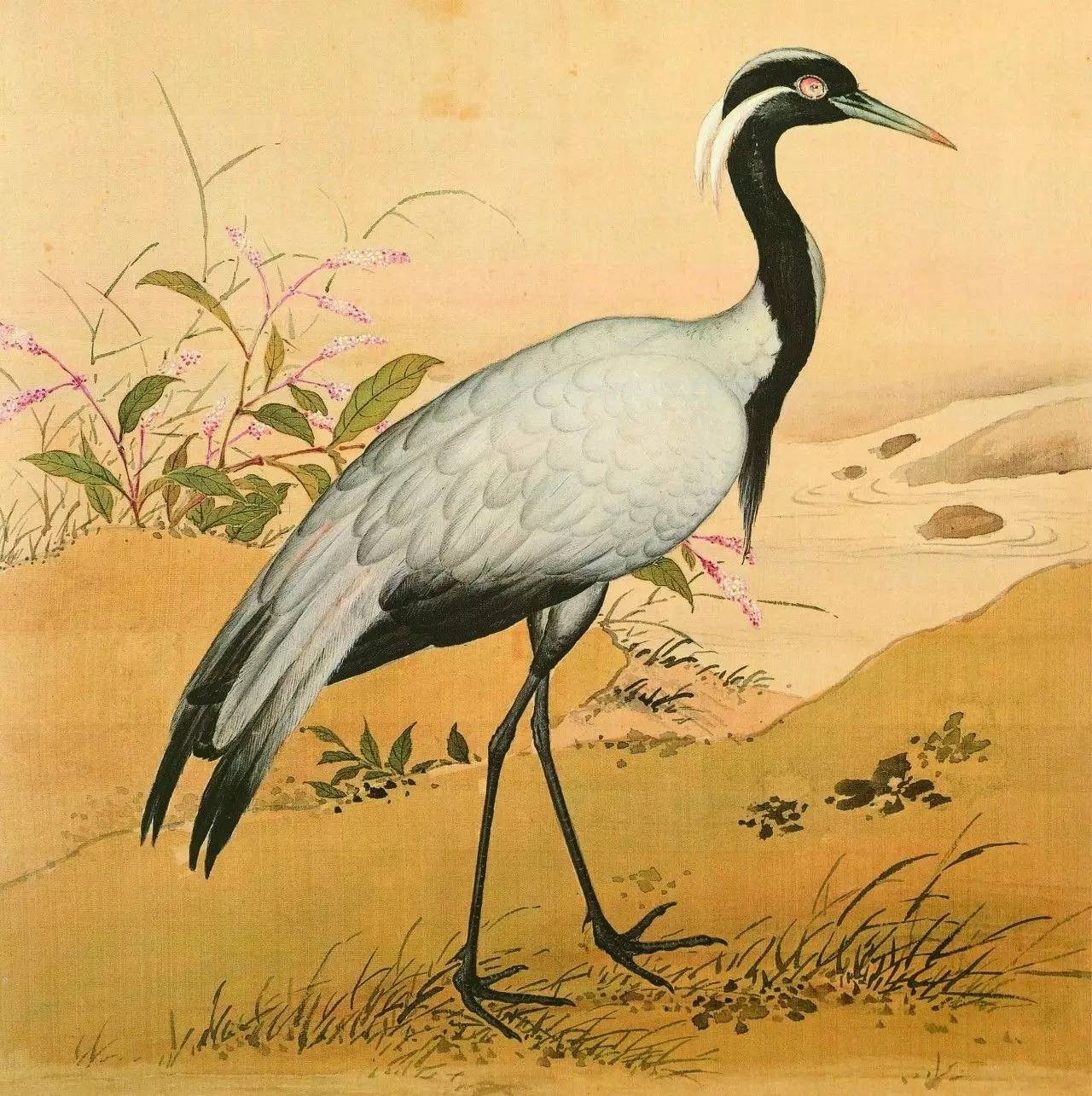 白翎是什么意思 白翎的意思，白翎是什么意思（也爱看鸟：乾隆皇帝的鸟谱珍藏）