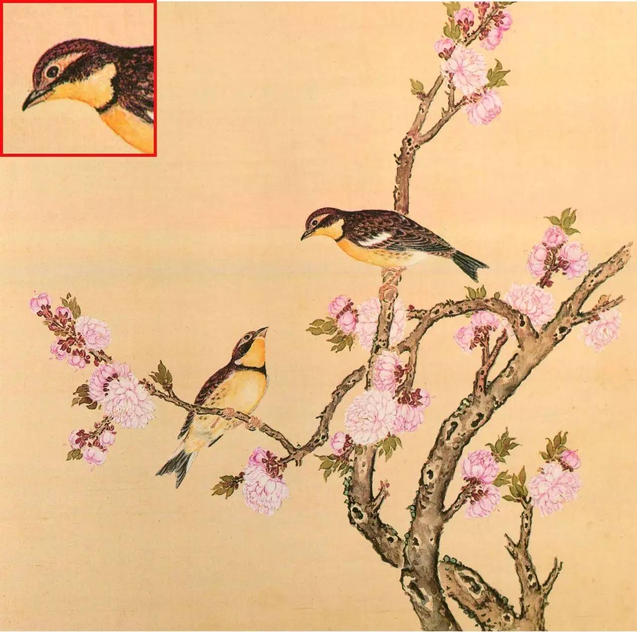 白翎是什么意思 白翎的意思，白翎是什么意思（也爱看鸟：乾隆皇帝的鸟谱珍藏）