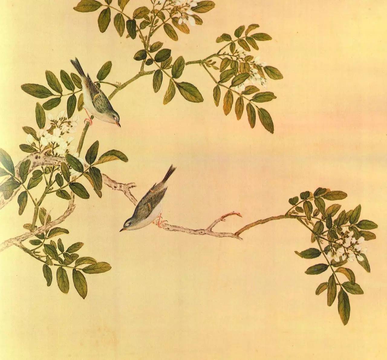 白翎是什么意思 白翎的意思，白翎是什么意思（也爱看鸟：乾隆皇帝的鸟谱珍藏）