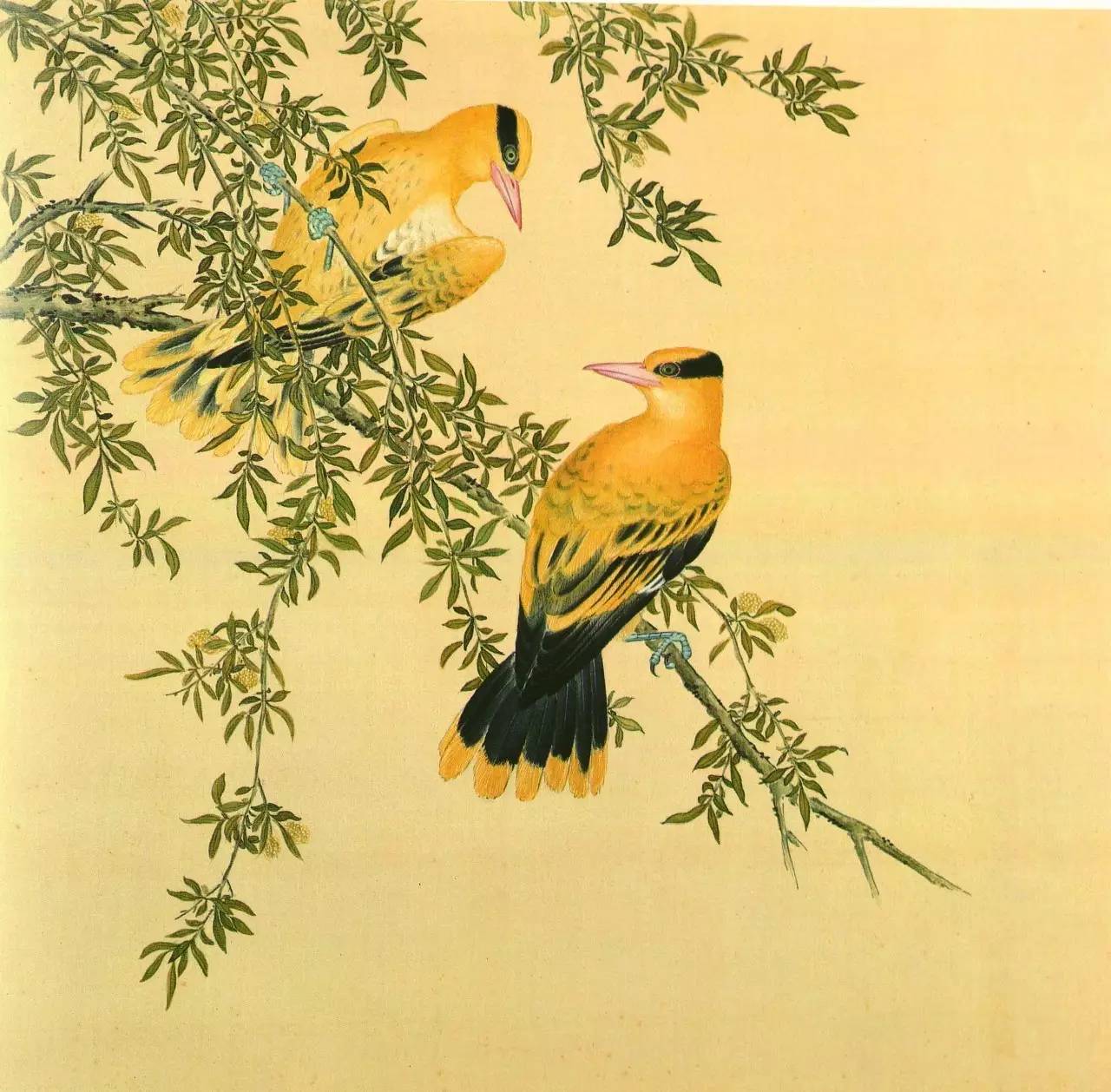 白翎是什么意思 白翎的意思，白翎是什么意思（也爱看鸟：乾隆皇帝的鸟谱珍藏）