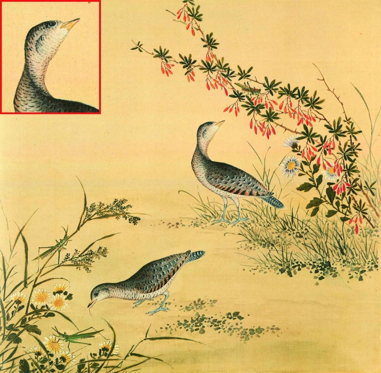 白翎是什么意思 白翎的意思，白翎是什么意思（也爱看鸟：乾隆皇帝的鸟谱珍藏）