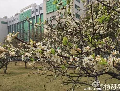 中国人民大学校花，第二届十大最美校花（惊艳全国高校校花谁家最美）