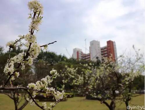 中国人民大学校花，第二届十大最美校花（惊艳全国高校校花谁家最美）