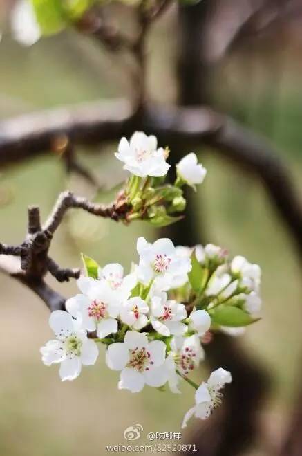 中国人民大学校花，第二届十大最美校花（惊艳全国高校校花谁家最美）