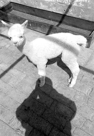 羊驼多少钱一只，羊驼多少钱一只 纯种（花一万多块买来的羊驼）