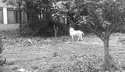 羊驼多少钱一只，羊驼多少钱一只 纯种（花一万多块买来的羊驼）