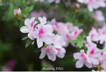 中国人民大学校花，第二届十大最美校花（惊艳全国高校校花谁家最美）