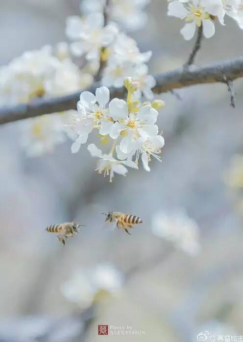 中国人民大学校花，第二届十大最美校花（惊艳全国高校校花谁家最美）