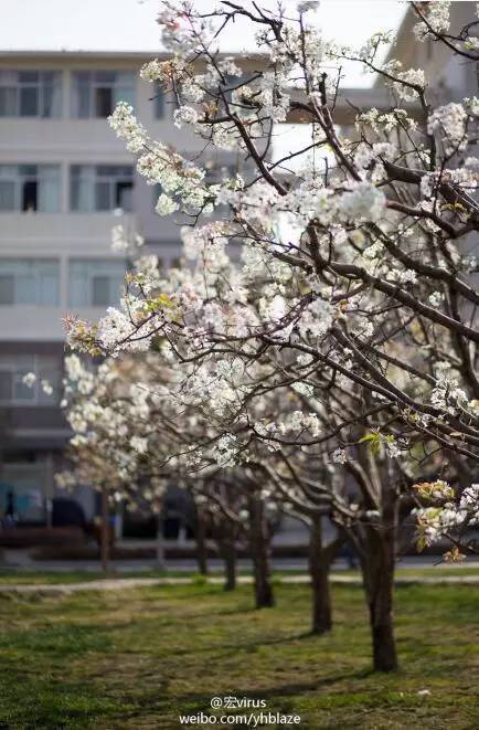 中国人民大学校花，第二届十大最美校花（惊艳全国高校校花谁家最美）