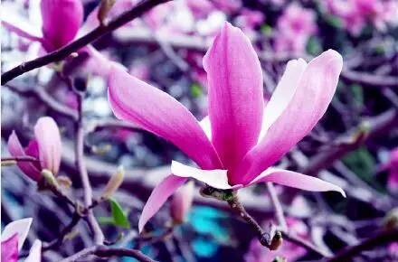 中国人民大学校花，第二届十大最美校花（惊艳全国高校校花谁家最美）