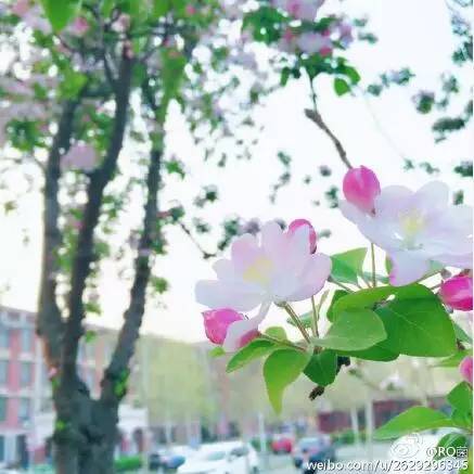 中国人民大学校花，第二届十大最美校花（惊艳全国高校校花谁家最美）