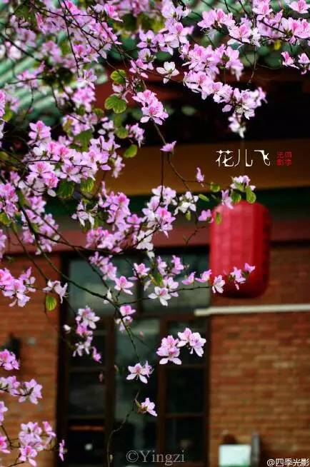 中国人民大学校花，第二届十大最美校花（惊艳全国高校校花谁家最美）