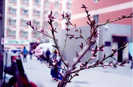 中国人民大学校花，第二届十大最美校花（惊艳全国高校校花谁家最美）