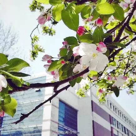 中国人民大学校花，第二届十大最美校花（惊艳全国高校校花谁家最美）