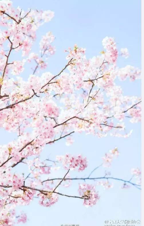 中国人民大学校花，第二届十大最美校花（惊艳全国高校校花谁家最美）