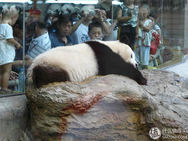 北京动物园游览攻略，北京动物园攻略一日游（#莫负好春光#北京动物园浏览攻略）