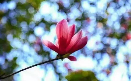 中国人民大学校花，第二届十大最美校花（惊艳全国高校校花谁家最美）