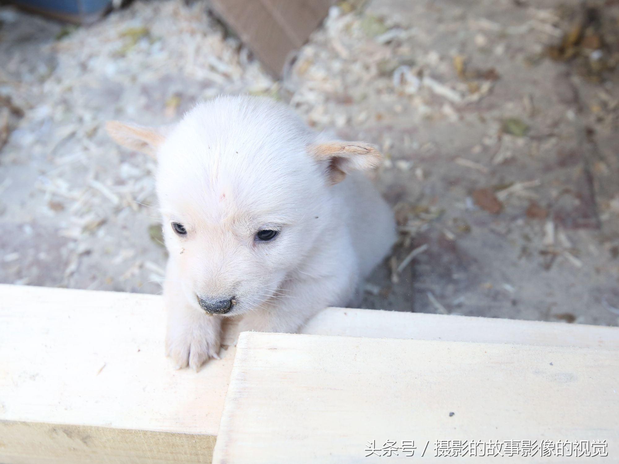 小狗的家多少钱 你家的狗狗多少钱