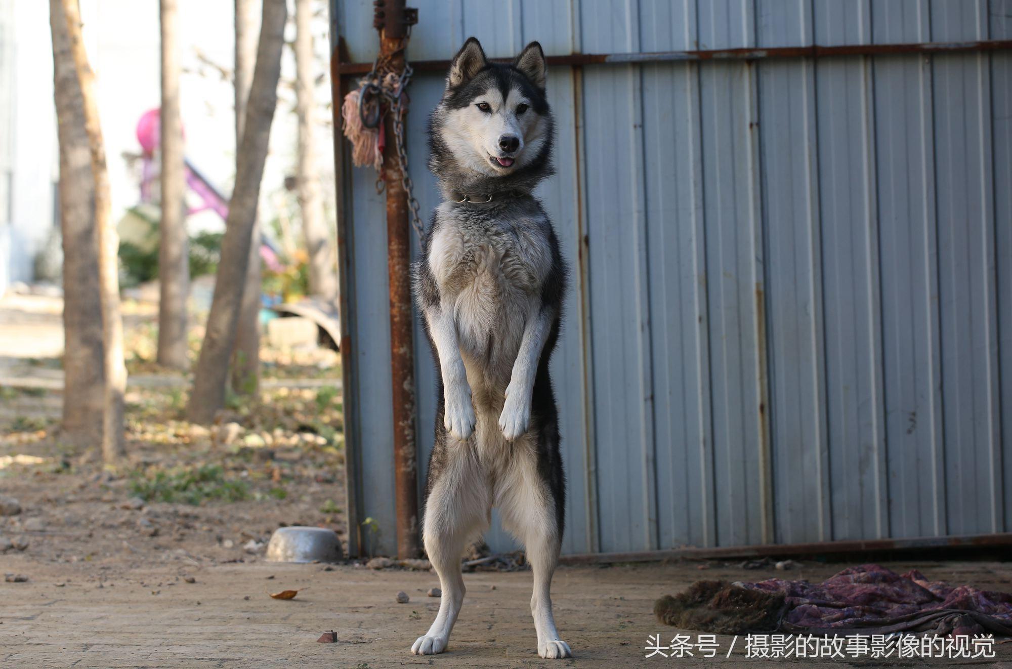 小狗的家多少钱 你家的狗狗多少钱