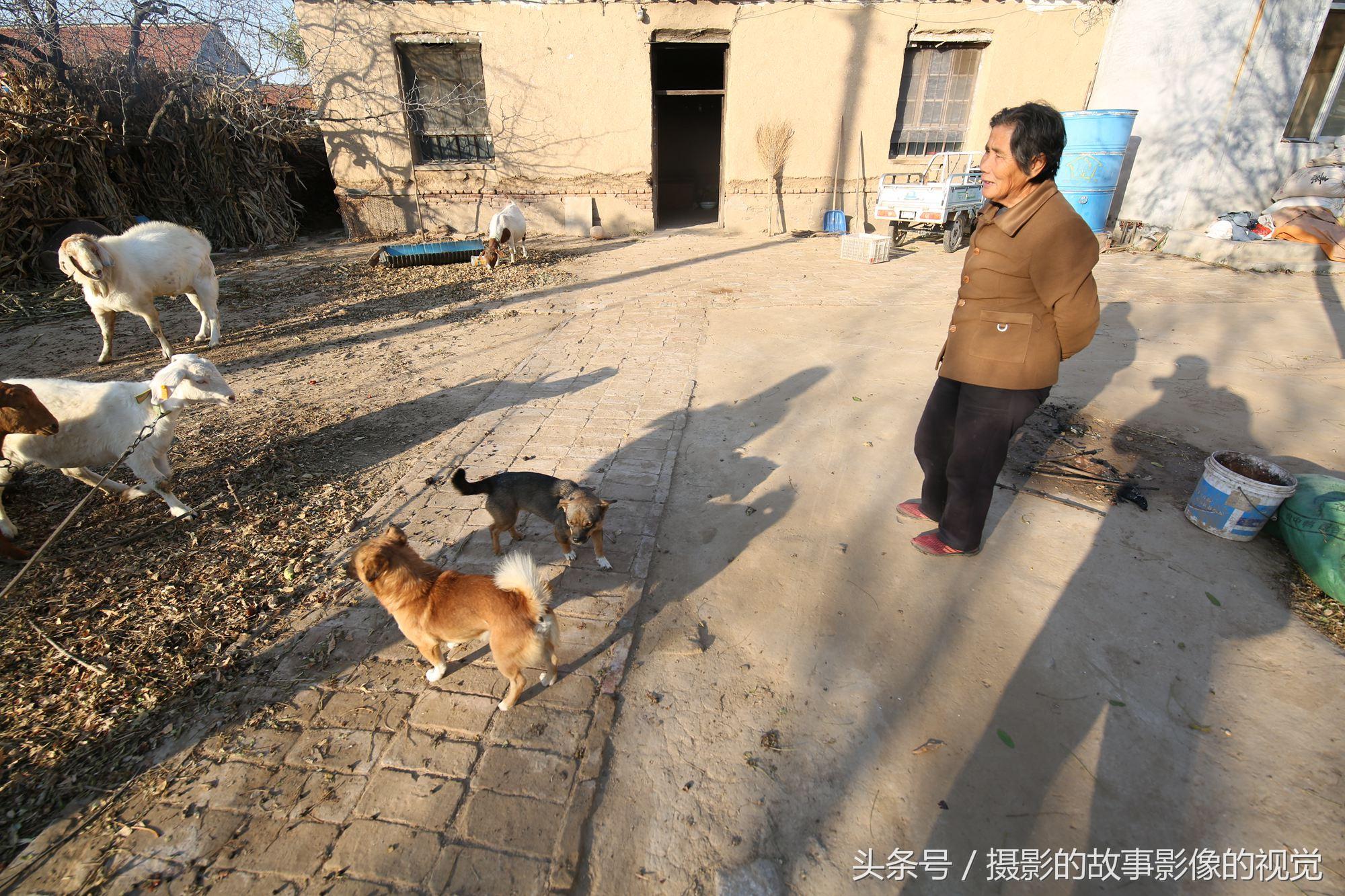 小狗的家多少钱 你家的狗狗多少钱