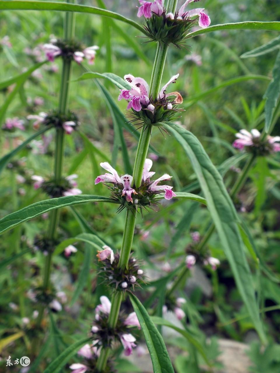 郁金的功效与作用及禁忌,郁金的功效与禁忌(这些中草药的知识)