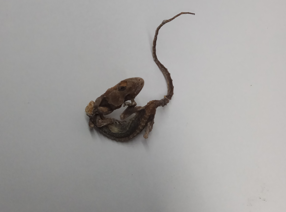 东芝2006请求维修c452怎么处理（快速修复打印机故障的方法）