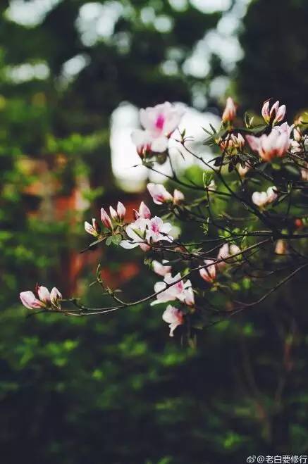 中国人民大学校花，第二届十大最美校花（惊艳全国高校校花谁家最美）
