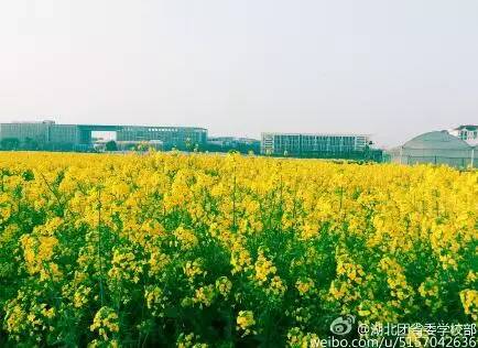 中国人民大学校花，第二届十大最美校花（惊艳全国高校校花谁家最美）