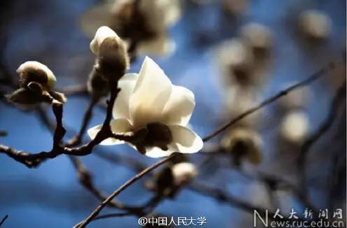 中国人民大学校花，第二届十大最美校花（惊艳全国高校校花谁家最美）