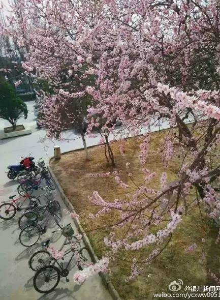 中国人民大学校花，第二届十大最美校花（惊艳全国高校校花谁家最美）