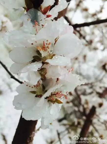 中国人民大学校花，第二届十大最美校花（惊艳全国高校校花谁家最美）