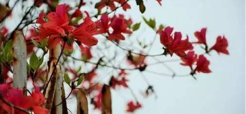 中国人民大学校花，第二届十大最美校花（惊艳全国高校校花谁家最美）